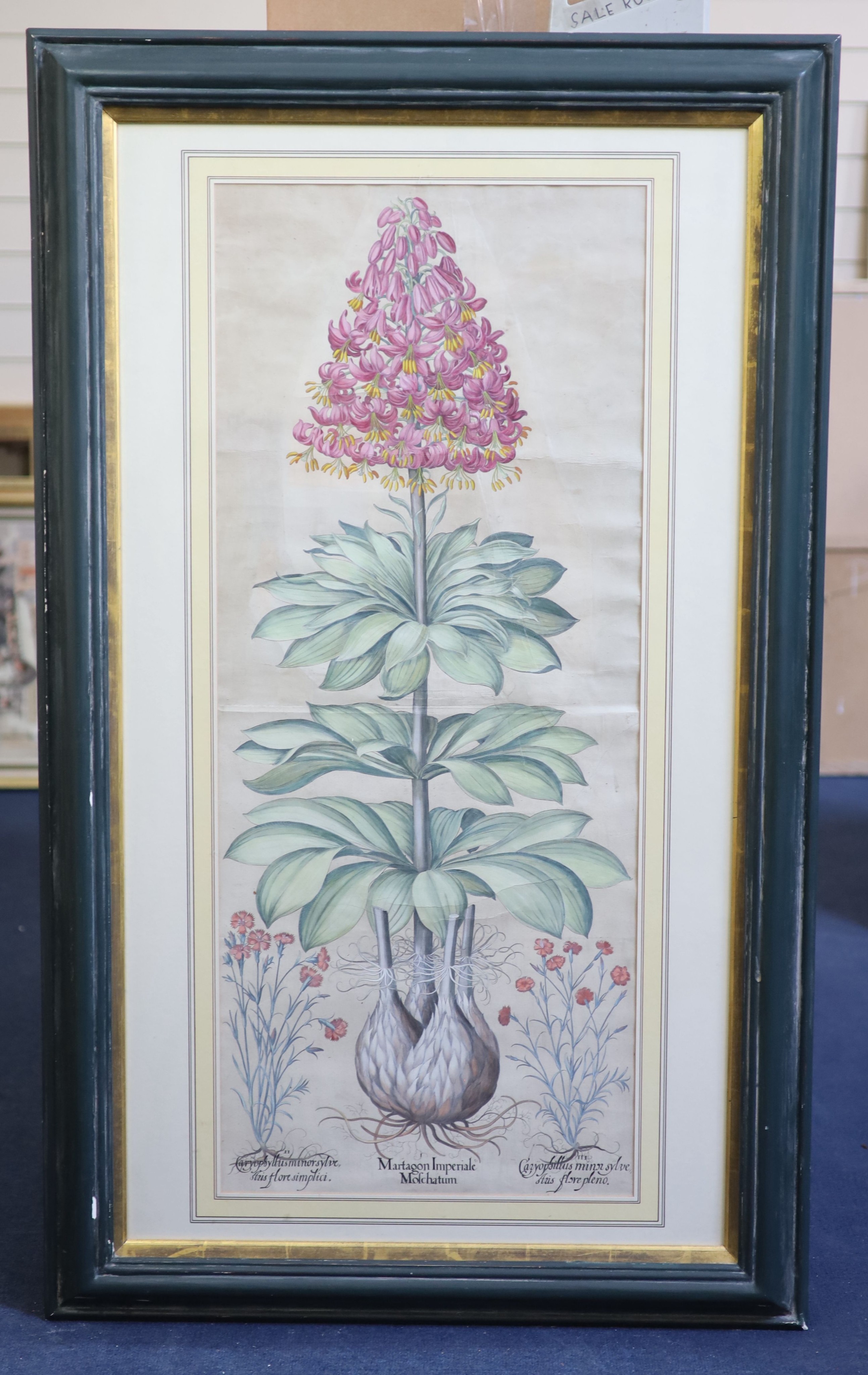 Basilius Besler (1561-1629), Martagon Imperiale Molchatum, Myrtus Tarentina, Myrtus Latifolns, Calendula Prolifera, Tanacetum Inodorum, Flore Belli and Reseda Plinn, Five engravings with handcolouring printed on laid pap